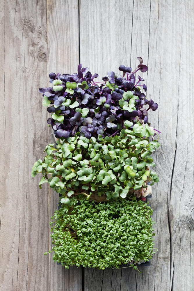 Lovely radish sprouts on the table, ready for cooking and eating.
