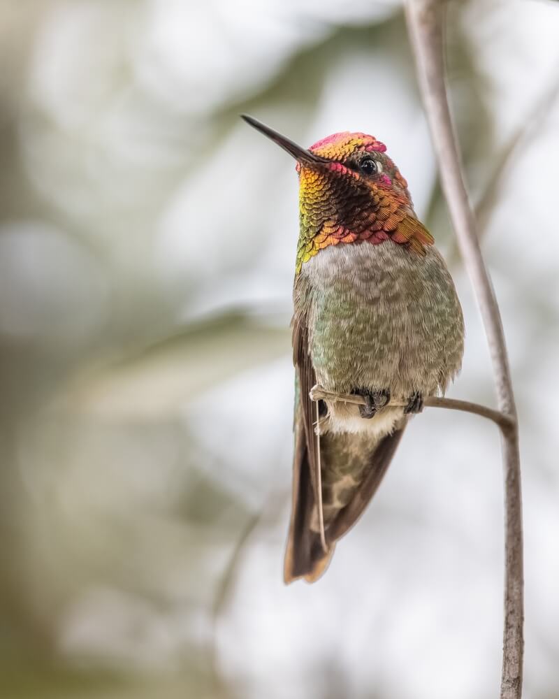 Male Anna's hummingbird perched on a twig.