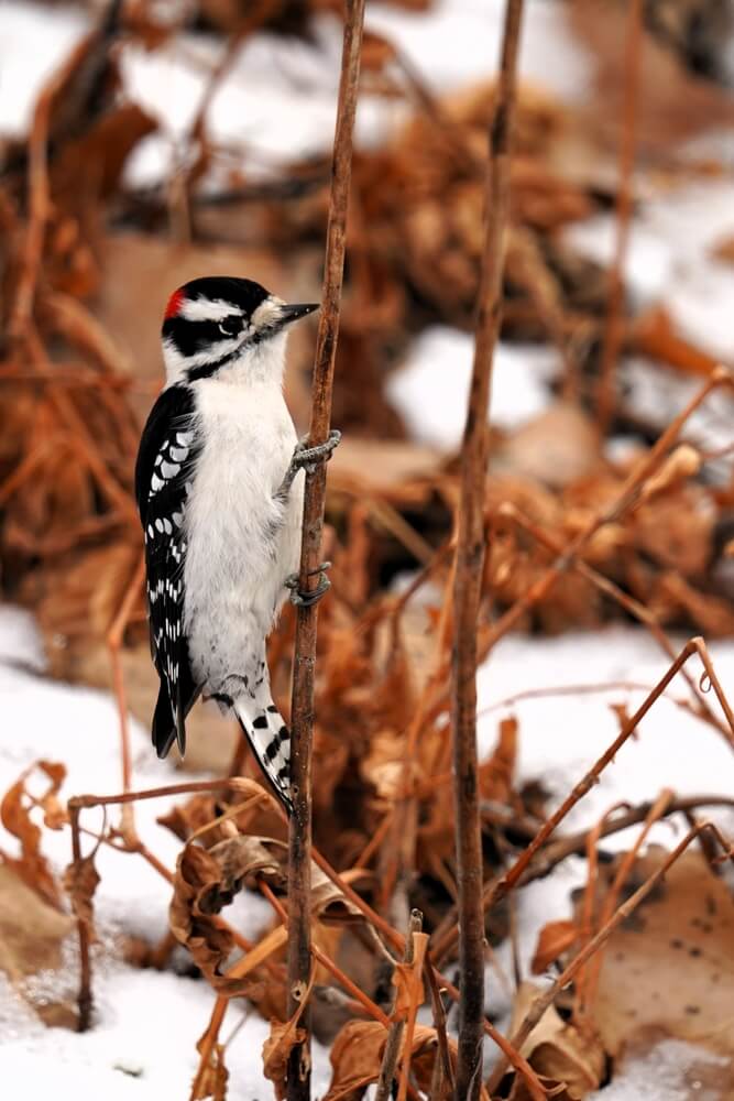 Male downy woodpecker perched on a twig amid snow and dry leaves.
