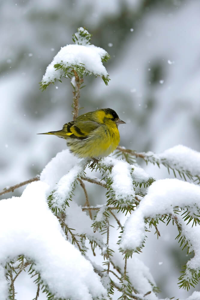 Male Eurasian siskin in a pine and birch forest with heavy snowfall at first light.