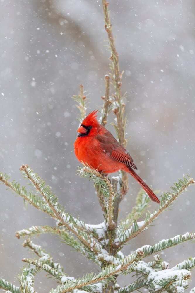 Male northern cardinal in spruce tree in winter snow, Marion County, Illinois.