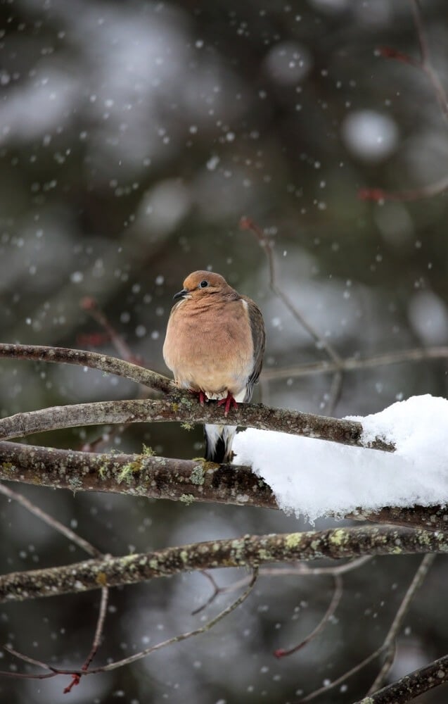 Mourning dove puffing up against the cold winds during a Maine snowstorm.