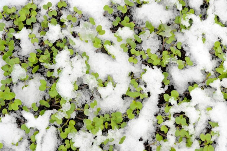 Mustard winter green manure cover crop, including Sinapis alba or Brassica hirta, is growing with snow.
