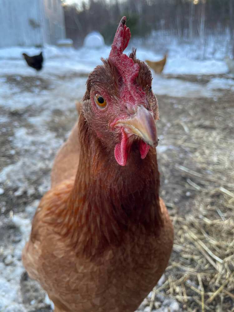 The NH Red chicken is examining the camera.