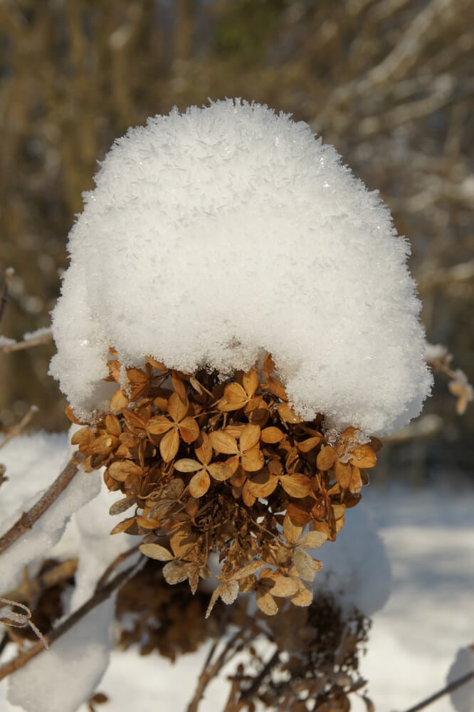 Panicled hydrangea covered with snow in a wintry garden.