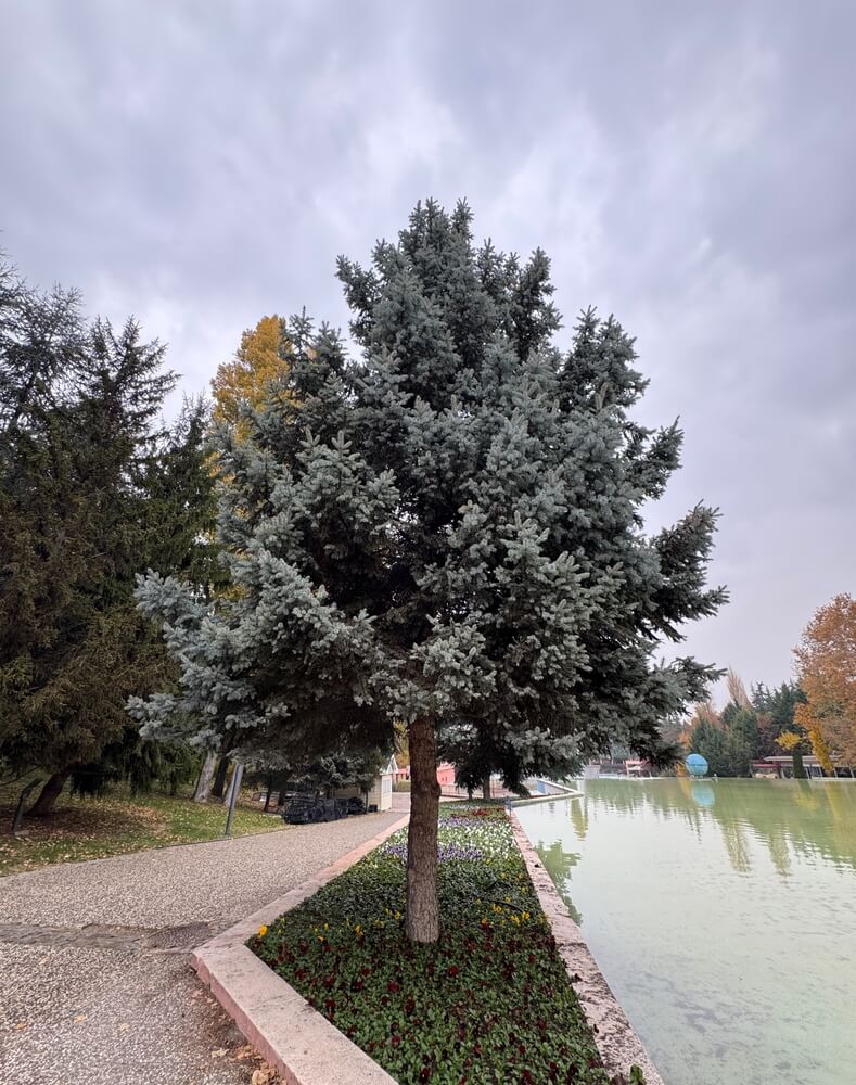 Picea pungens blue spruce tree branches and fresh leaves.