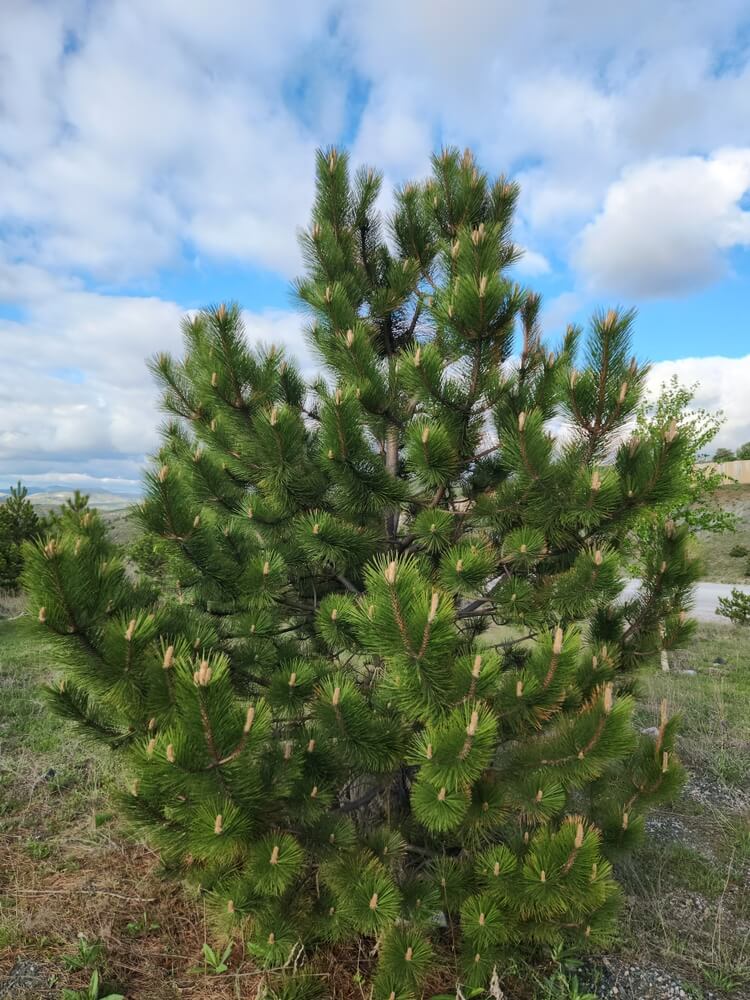 Planted Scotch pine tree in a stony habitat in Tokat Province, Turkey.