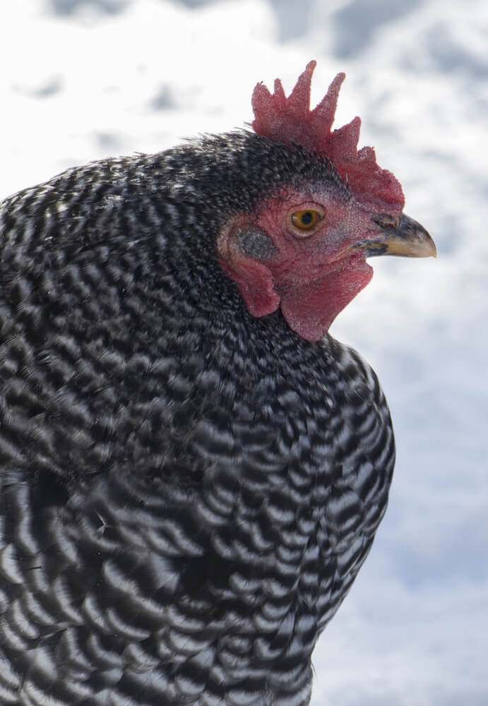 The Plymouth Rock chicken is outside in wintry weather.
