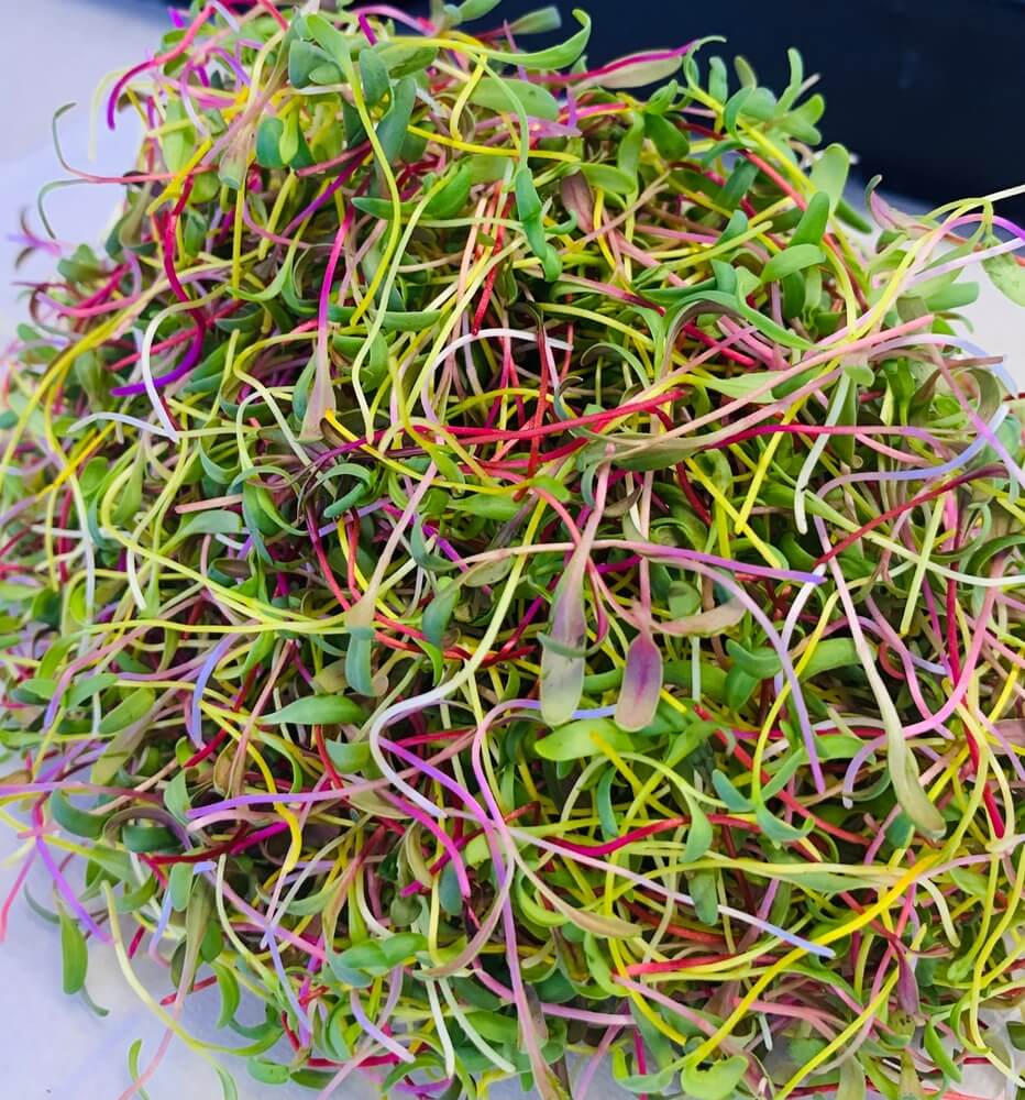Rainbow chard microgreens harvested on a white background.