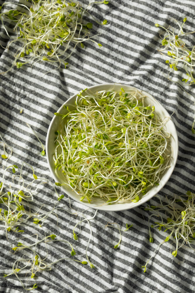 Raw green organic clover sprouts microgreens ready to eat.