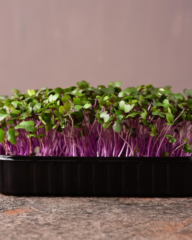 Raw microgreen mixed sprouts: radishes, mustard, arugula, pea superfood assortment.