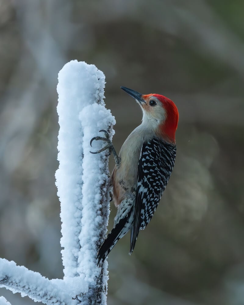 Red-bellied woodpecker perched on a snow-covered tree branch.
