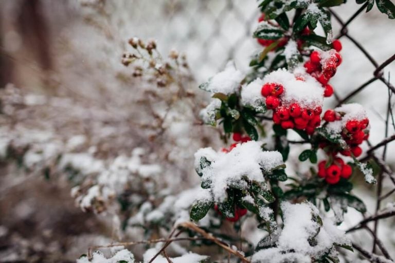 Red berries of pyracantha covered with snow in a winter garden, evergreen bush by the fence.