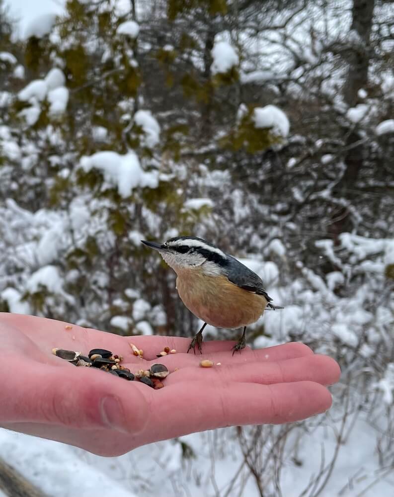 Red-breasted nuthatch looking up and visiting us up close.
