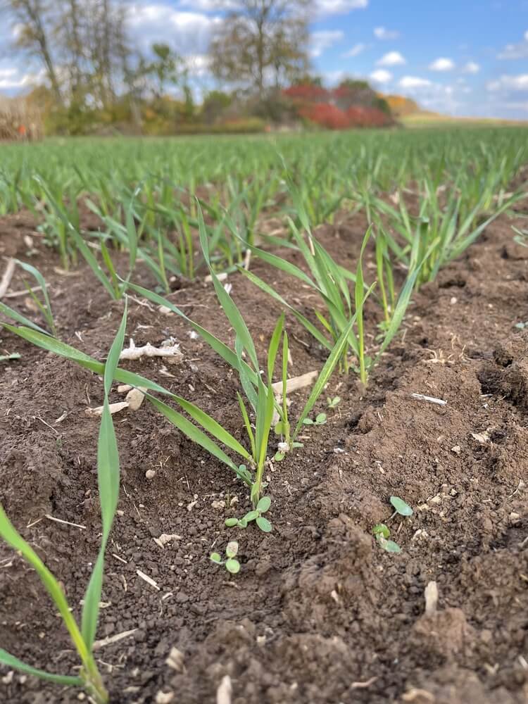 Red clover is intermixed with rye and triticale in the cover crop.