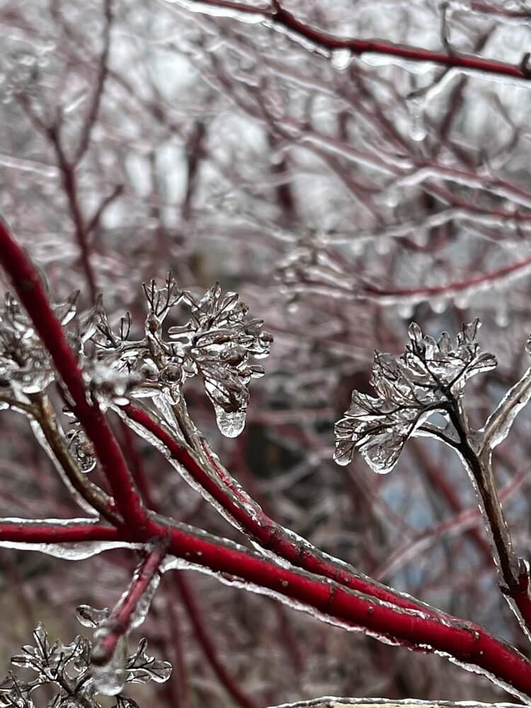 Red dogwood in a frozen winter wonderland.