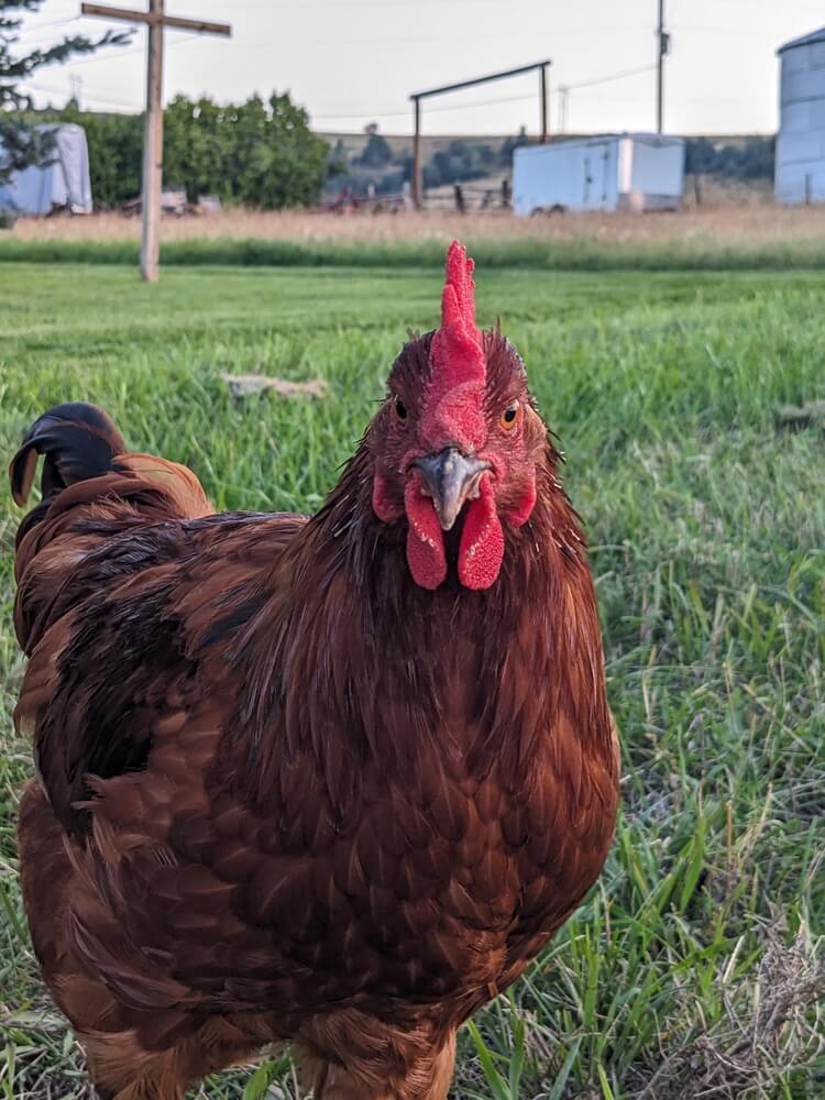 Rhode Island Red and Plymouth Barred Rock chickens are present.