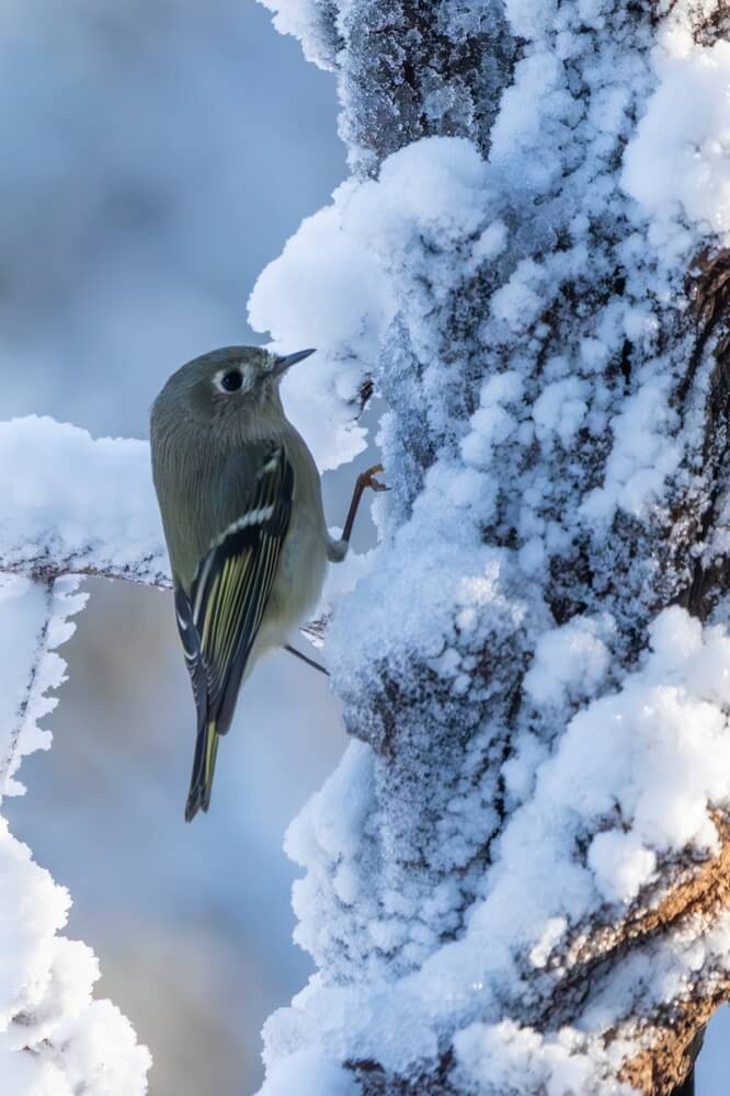 Ruby-crowned warbler perched on a snow-covered tree branch.