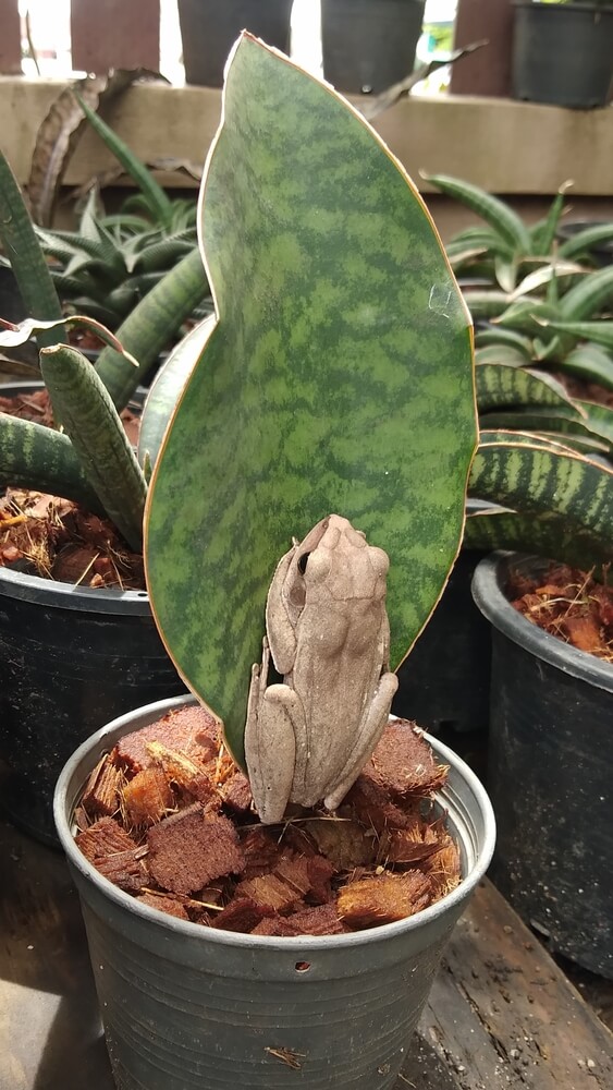 Sansevieria masoniana variegated with green leaves is in a pot.