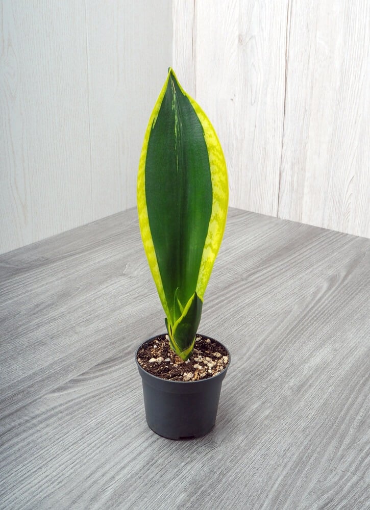 Sansevieria trifasciata 'Black Gold Extreme' has dark green leaves.