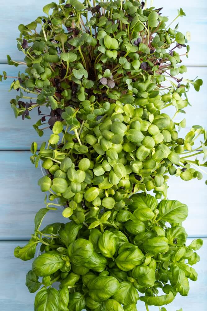 Set of boxes with microgreen sprouts: sunflower, basil, radish on a blue wooden background.