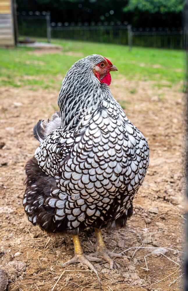 The silver-laced Wyandotte chicken on the farm showcases a detailed plumage pattern.