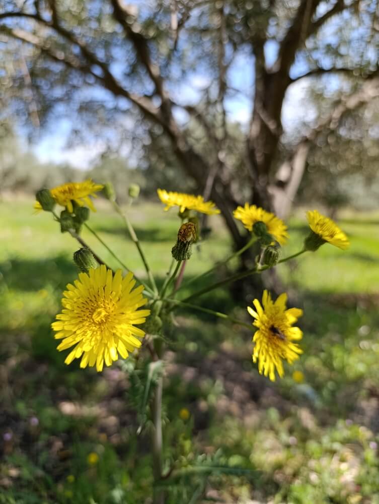 The Sinapis alba plant, featuring yellow flowers, is found in its natural habitat.