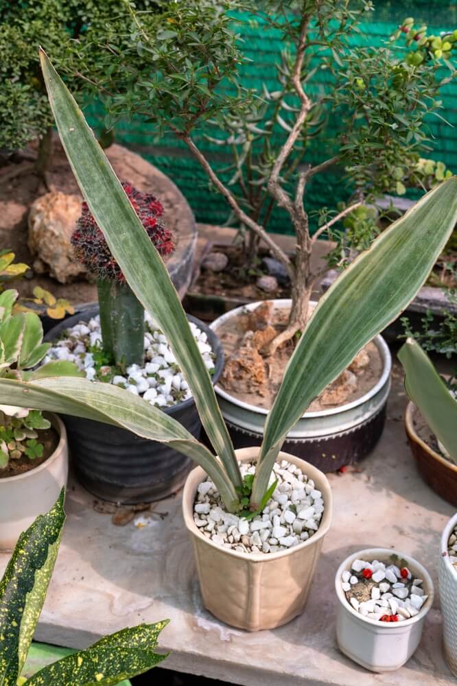 A single Sansevieria Bantel's Sensation is in a decorative pot with pebbles.