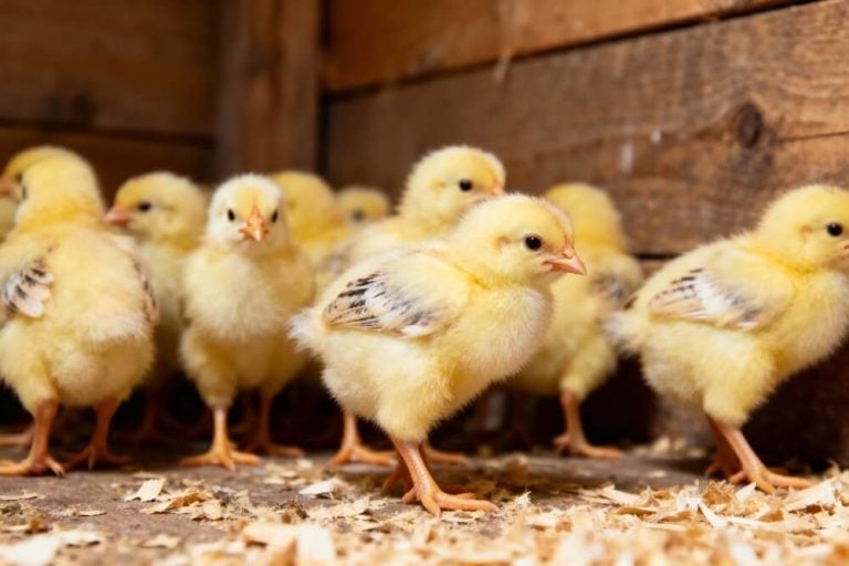 A small flock of baby chicks is in a rustic farm coop.