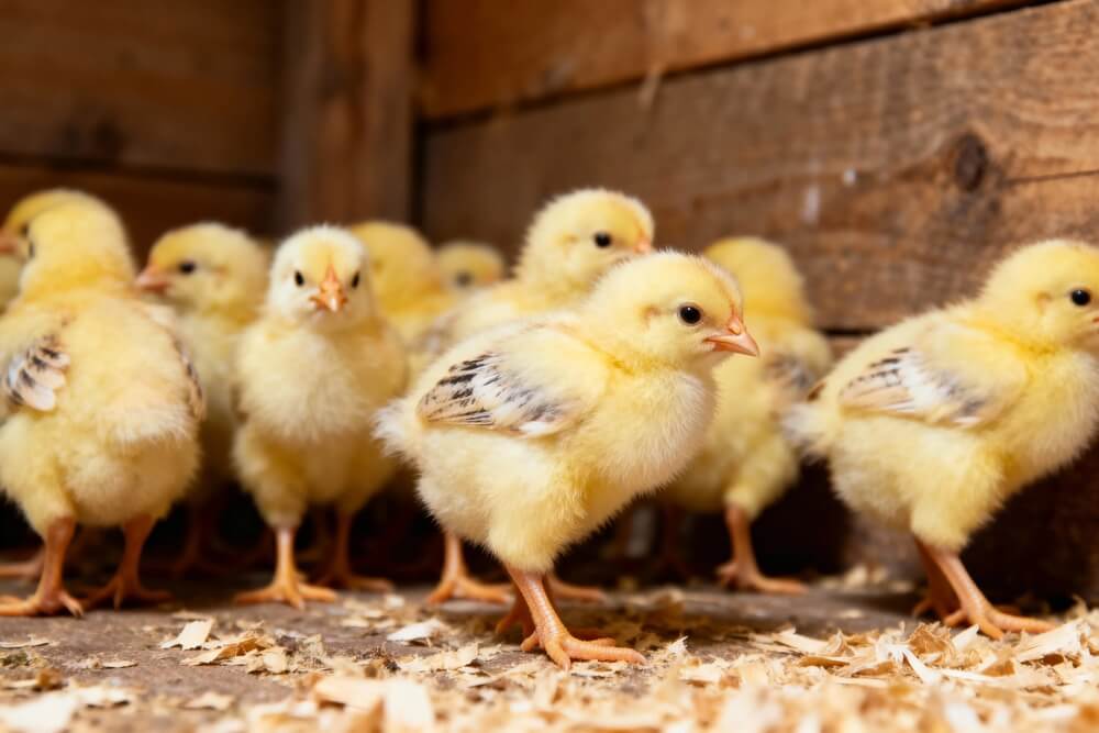 A small flock of baby chicks is in a rustic farm coop.