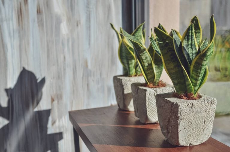Snake plants in pots are set against a grey grunge background.