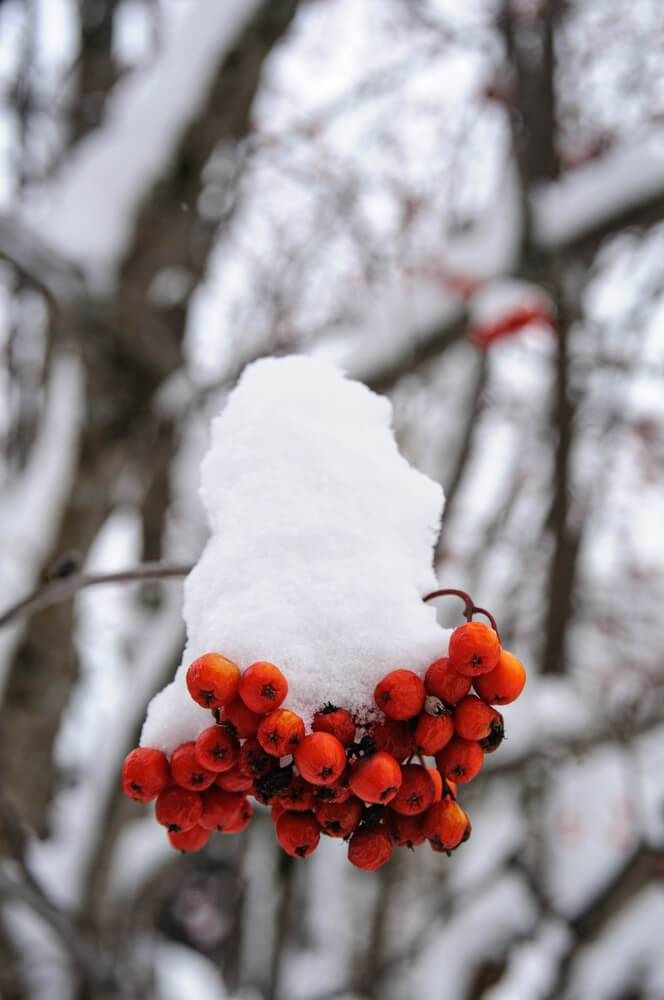 Snow blankets a tree branch with mature red winterberries.