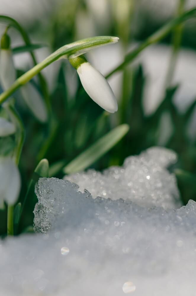 Spring snowdrops (Galanthus nivalis) blooming in spring meadow with sunrise light.