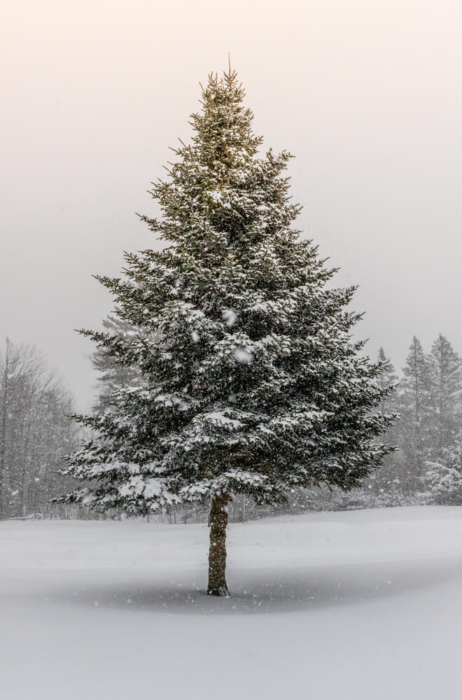 Spruce tree in winter snowstorm with sunshine.