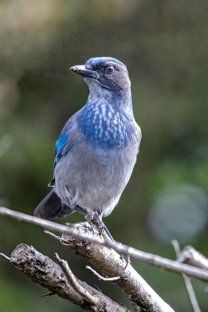 Steller's jay x California scrub jay hybrid closeup.