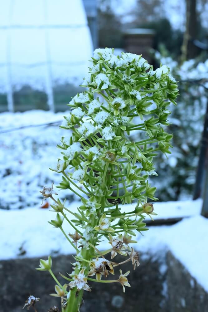 Striking green flower spike, Liatris dusted with snow in Gelderland's winter garden.
