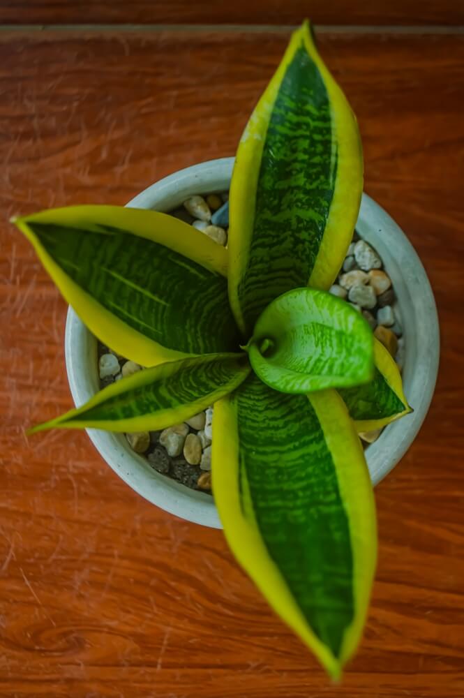 Top angle portrait of a mother-in-law's tongue showing green edges.