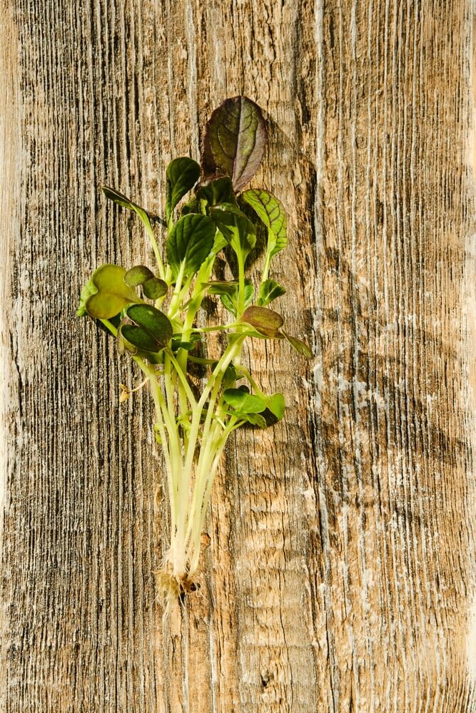 Top view of fresh bok choy sprouts on a wooden background.