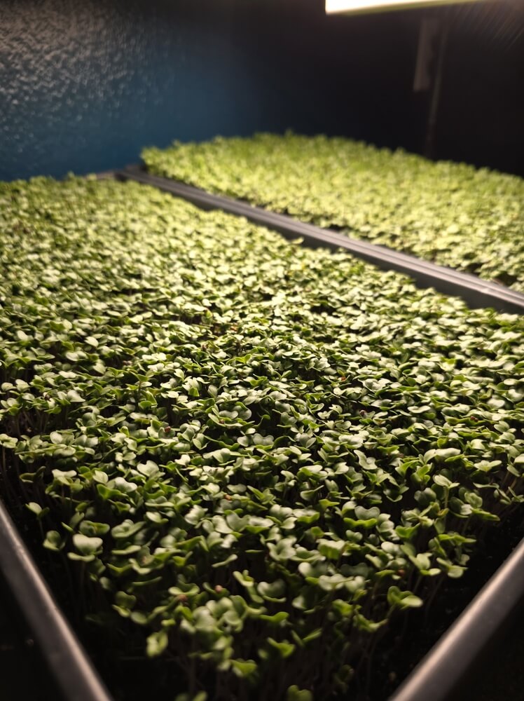 Trays of broccoli microgreens under grow lights for a microgreens business.
