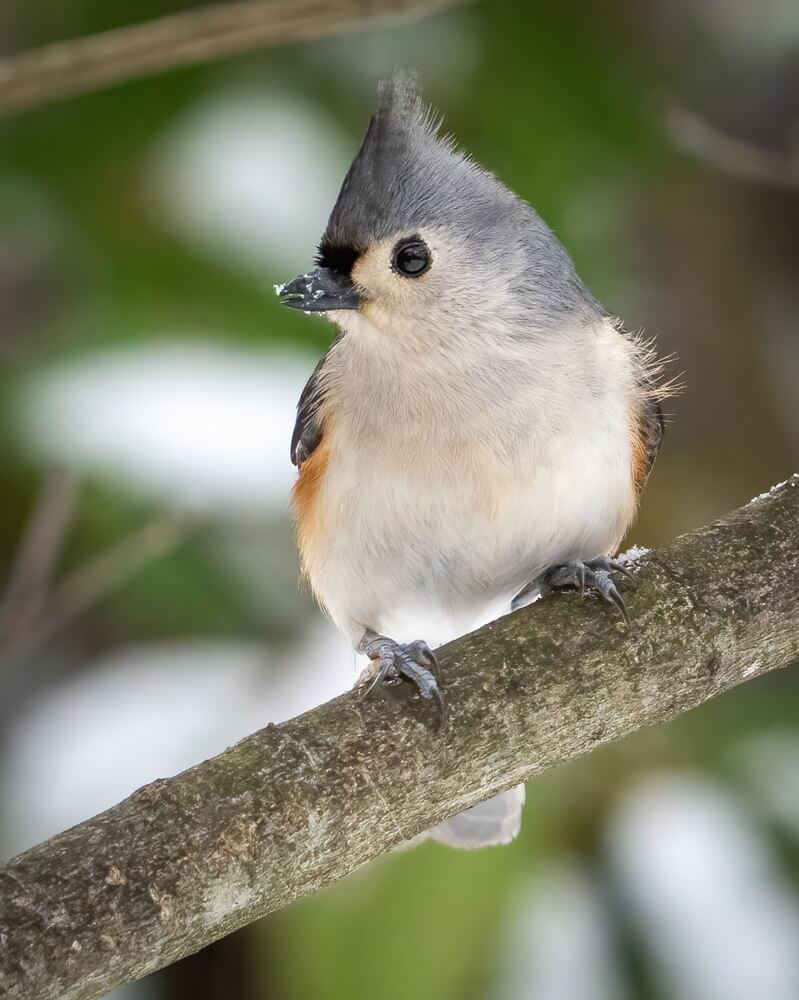 Tufted titmouse sitting on a branch.