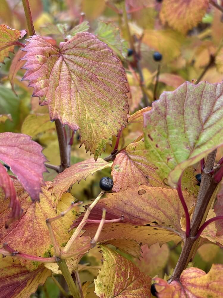 Viburnum dentatum 'Blue Muffin', southern arrowwood shrub with red leaves in autumn.