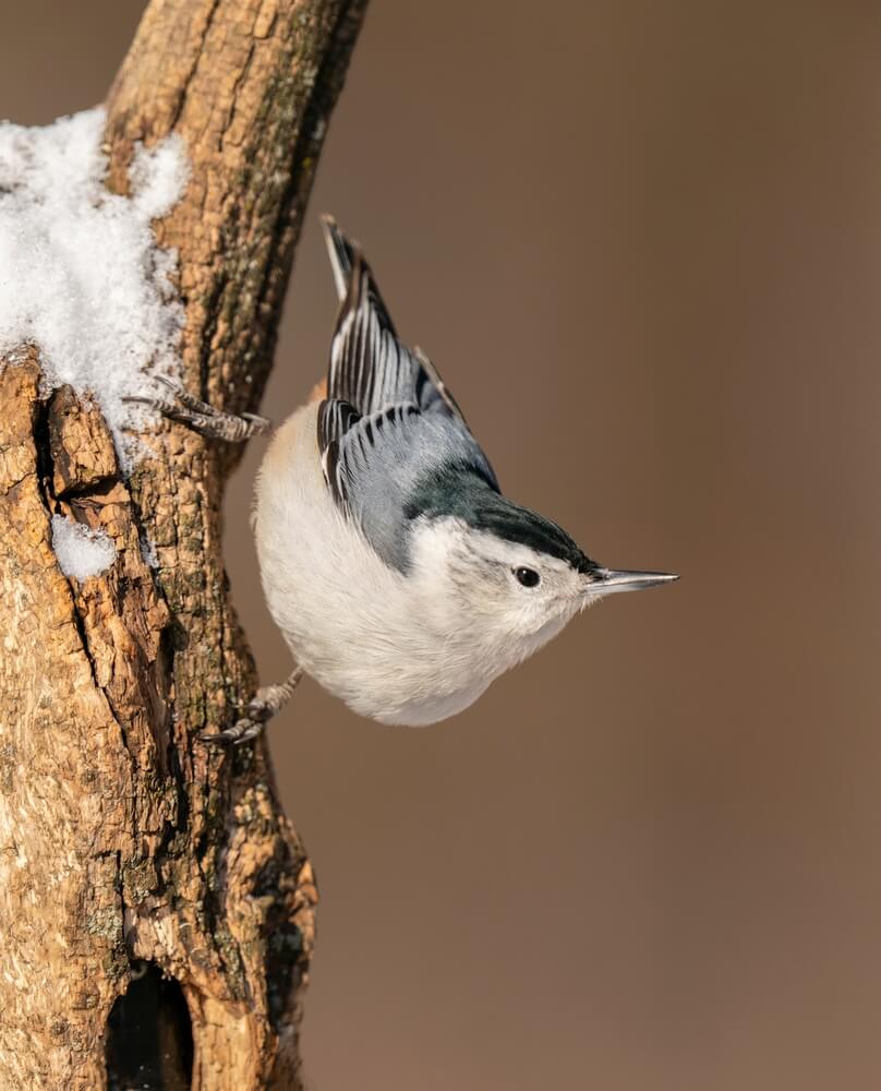 White-breasted nuthatch on a log during winter.