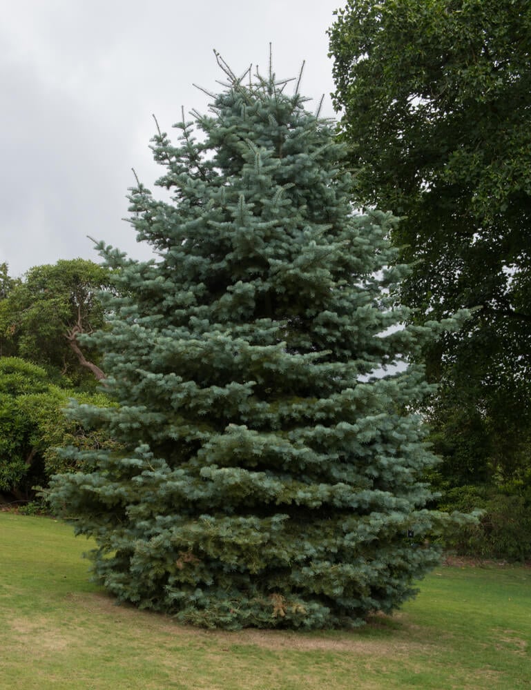 White fir in parkland in rural Devon, England, UK.