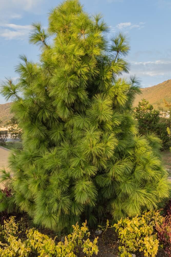 White pine tree in front of Church of St. Andrew Apostle with green needles against sunset.