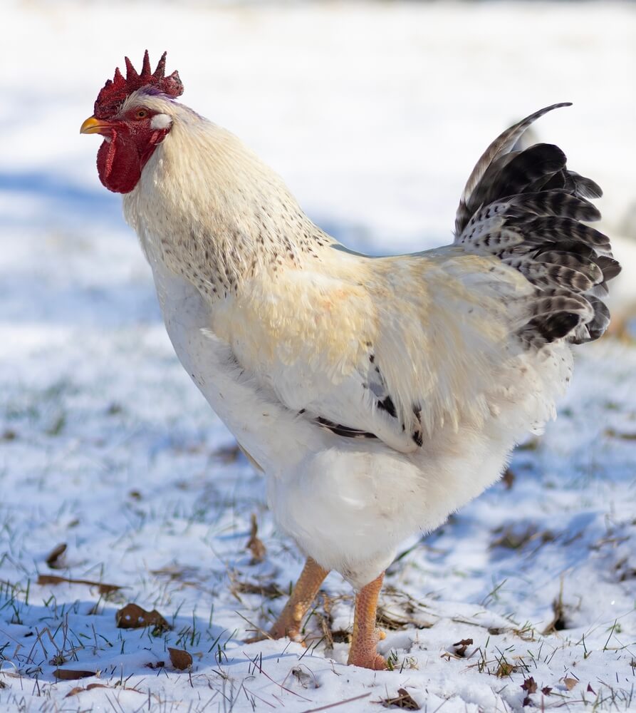 A white rooster is free-ranging in North Carolina, walking across the winter snow.