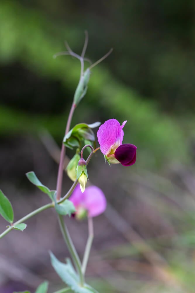Wild pea flowers and leaves, including Pisum sativum and Lathyrus oleraceus, are present.