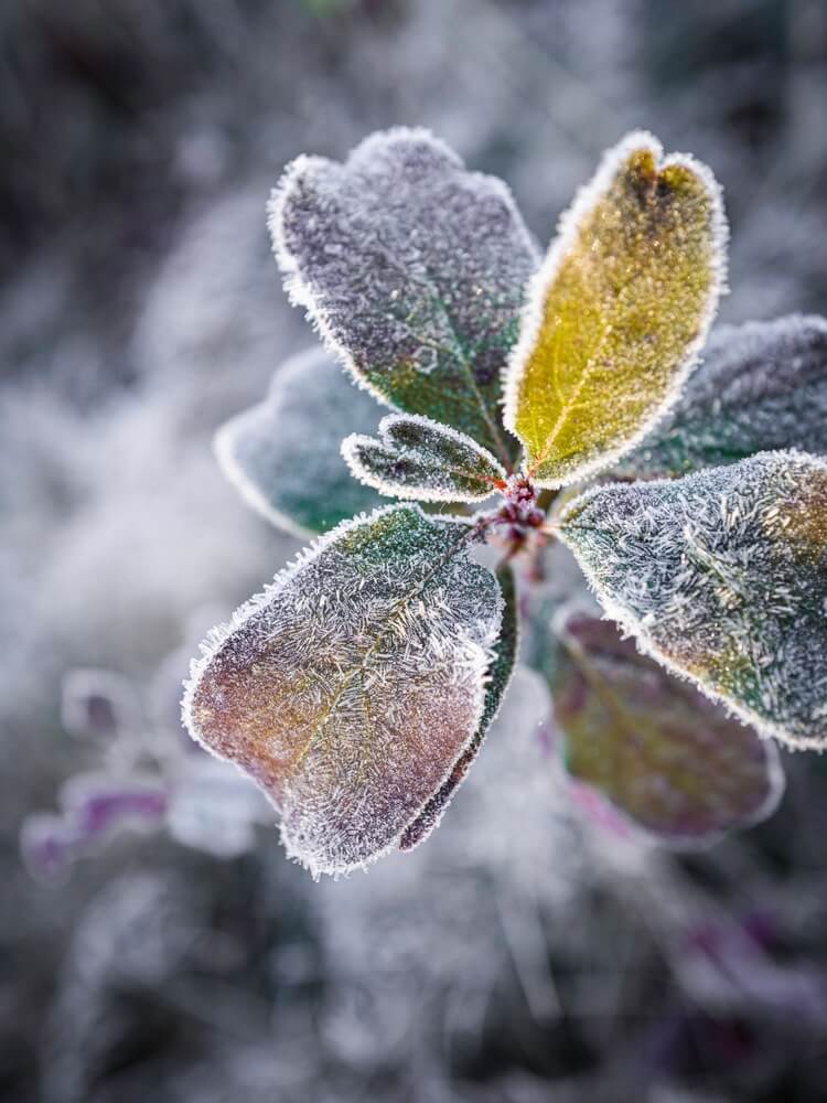 Winter plants covered with frost, abstract geometry of Morella caroliniensis in a meadow.