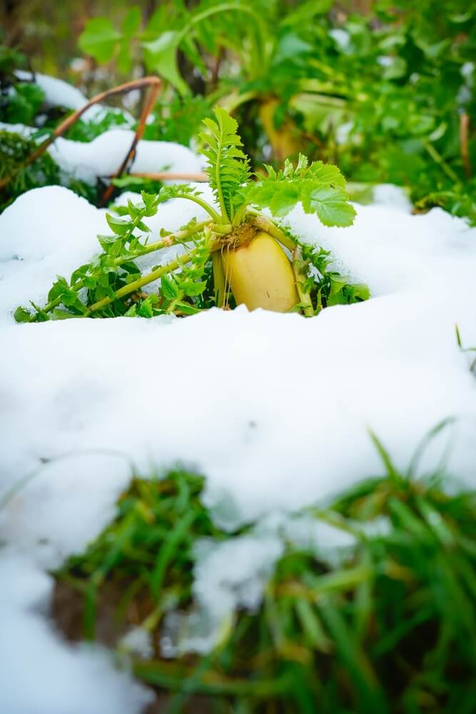 Winter radish, or white daikon, is growing outdoors in a field covered with snow.