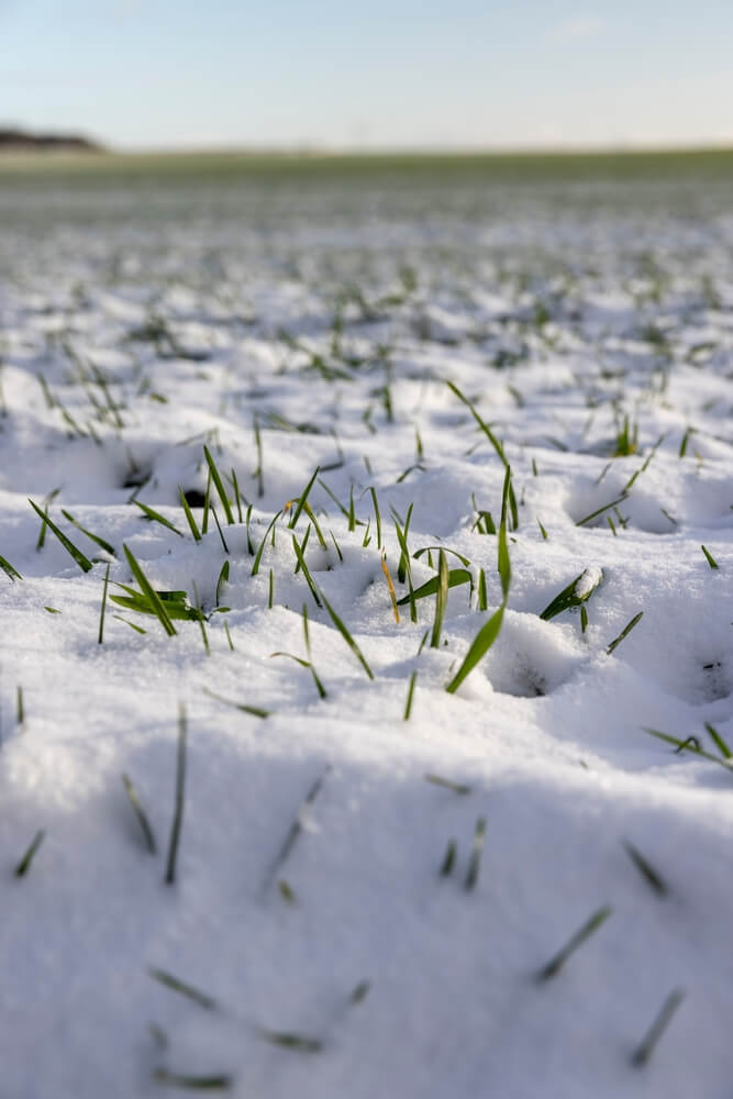 Winter wheat for early grain harvest is growing in an agricultural field covered with snow.