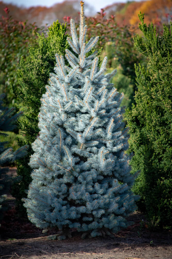 Young Colorado Blue Spruce growing in the Netherlands, a natural Christmas tree for the holidays.